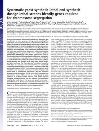 Systematic yeast synthetic lethal and synthetic
dosage lethal screens identify genes required
for chromosome segregation
Vivien Measday*†‡
, Kristin Baetz‡§
, Julie Guzzo¶
, Karen Yuen†
, Teresa Kwok†
, Bilal Sheikh¶ʈ
, Huiming Ding¶ʈ
,
Ryo Ueta**, Trinh Hoac¶
, Benjamin Cheng†
, Isabelle Pot†
, Amy Tong¶ʈ
, Yuko Yamaguchi-Iwai**, Charles Boone¶ʈ
,
Phil Hieter†
, and Brenda Andrews¶††
*Wine Research Centre and †Michael Smith Laboratories, University of British Columbia, Vancouver, BC, Canada V6T 1Z4; §Ottawa Institute of Systems
Biology, Department of Biochemistry, Microbiology and Immunology, University of Ottawa, Ottawa, ON, Canada K1H 8M5; ¶Department of Medical
Genetics and Microbiology, University of Toronto, Toronto, ON, Canada M5S 1A8; ʈBanting and Best Department of Medical Research, University of Toronto,
Toronto, ON, Canada M5G 1L6; and **Department of Applied Molecular Biology, Division of Integrated Life Science, Graduate School of Biostudies, Kyoto
University, Sakyo-ku, Kyoto 606-8502, Japan
Edited by Elizabeth Anne Craig, University of Wisconsin Medical School, Madison, WI, and approved July 19, 2005 (received for review April 27, 2005)
Accurate chromosome segregation requires the execution and
coordination of many processes during mitosis, including DNA
replication, sister chromatid cohesion, and attachment of chromo-
somes to spindle microtubules via the kinetochore complex. Ad-
ditional pathways are likely involved because faithful chromosome
segregation also requires proteins that are not physically associ-
ated with the chromosome. Using kinetochore mutants as a start-
ing point, we have identiﬁed genes with roles in chromosome
stability by performing genome-wide screens employing synthetic
genetic array methodology. Two genetic approaches (a series of
synthetic lethal and synthetic dosage lethal screens) isolated 211
nonessential deletion mutants that were unable to tolerate defects
in kinetochore function. Although synthetic lethality and synthetic
dosage lethality are thought to be based upon similar genetic
principles, we found that the majority of interactions associated
with these two screens were nonoverlapping. To functionally
characterize genes isolated in our screens, a secondary screen was
performed to assess defects in chromosome segregation. Genes
identiﬁed in the secondary screen were enriched for genes with
known roles in chromosome segregation. We also uncovered
genes with diverse functions, such as RCS1, which encodes an iron
transcription factor. RCS1 was one of a small group of genes
identiﬁed in all three screens, and we used genetic and cell
biological assays to conﬁrm that it is required for chromosome
stability. Our study shows that systematic genetic screens are a
powerful means to discover roles for uncharacterized genes and
genes with alternative functions in chromosome maintenance that
may not be discovered by using proteomics approaches.
chromosome stability ͉ synthetic genetic array ͉ kinetochore
Cells have developed highly coordinated processes to ensure that
chromosomes are faithfully duplicated and segregated during
mitosis. During S-phase, chromosomes are duplicated, and the
resultant sister chromatids are held together by the cohesin complex
(1). The centromere (CEN) is the chromosomal assembly site of a
multiprotein kinetochore complex that serves to link the chromo-
somes with spindle microtubules (MTs) (2). Once all chromosomes
have formed a bipolar attachment with the spindle, the metaphase
to anaphase transition proceeds by dissolving the cohesin complex
between sister chromatids and chromosome segregation occurs. If
kinetochores do not attach properly to spindle MTs, highly con-
served spindle checkpoint proteins halt cell cycle progression at the
metaphase to anaphase transition (3). Defects in any of these
processes can result in chromosome imbalance, or aneuploidy,
which is central to the accumulation of multiple alterations required
for tumorigenesis (4).
In recent years, great strides have been made in identifying
structural components of the kinetochore complex. The kineto-
chore consists of three protein layers that assemble in a hierarchical
fashion onto CEN DNA: inner kinetochore proteins bind directly
to CEN DNA, outer kinetochore proteins associate with MTs, and
central kinetochore proteins link the inner and outer kinetochore
(2, 5). In addition to kinetochore proteins, numerous proteins are
integral to chromosome stability, including spindle checkpoint
proteins, motor proteins, MT-associated proteins, regulatory pro-
teins, and proteins implicated in CEN chromatin dynamics, struc-
ture, and sister chromatid cohesion (1, 2, 6, 7). Many of these
proteins localize to CEN regions; however, CEN localization or
physical interaction with the kinetochore is not a requirement for
proteins that affect chromosome stability. Indeed, proteomic ap-
proaches have mainly identified structural components of the
kinetochore but not other proteins that have a role in chromosome
segregation. In contrast, genetic screening has successfully identi-
fied a myriad of proteins that are important for chromosome
segregation in yeast. For example, a chromosome transmission
fidelity (ctf) screen, which isolated mutants that are unable to stably
maintain a nonessential chromosome fragment (CF), identified
mutations in genes encoding DNA replication, cohesin, and kinet-
ochore proteins (8). Similarly, synthetic dosage lethal (SDL)
screens, in which mutants are isolated that cannot tolerate overex-
pression of kinetochore proteins, have also successfully identified
chromosome stability genes, many of which are not components of
the kinetochore, such as chromatin-modifying or tubulin-folding
proteins (9–12).
The development of synthetic genetic array (SGA) analysis has
enabled genetic screens to be performed systematically on a
genome-wide scale in yeast (13). The first application of SGA
analysis permitted high-throughput screening for synthetic lethality
(SL) whereby two mutants, each individually viable, cause a sig-
nificant fitness defect when combined (13). Mutants that are
defective in the same essential pathway or parallel nonessential
pathways often display SL interactions. SL screens using cohesin,
spindle checkpoint, tubulin folding, MT binding, and motor protein
mutants as query strains have all identified genetic interactions with
genes encoding central kinetochore components (13–16). Because
components of the kinetochore share numerous SL or SDL genetic
interactions with multiple pathways involved in chromosome seg-
This paper was submitted directly (Track II) to the PNAS ofﬁce.
Abbreviations: CEN, centromere; CF, chromosome fragment; ctf, chromosome transmission
ﬁdelity; MT, microtubule; SDL, synthetic dosage lethal; SDS, synthetic dosage sickness; SGA,
synthetic genetic array; SL, synthetic lethal; IP, immunoprecipitation.
‡V.M. and K.B. contributed equally to this work.
††To whom correspondence should be addressed at: Department of Medical Genetics and
Microbiology, University of Toronto, Room 428 Medical Sciences Building, 1 Kings College
Circle, Toronto, ON, Canada M5S 1A8. E-mail: brenda.andrews@utoronto.ca.
© 2005 by The National Academy of Sciences of the USA
13956–13961 ͉ PNAS ͉ September 27, 2005 ͉ vol. 102 ͉ no. 39 www.pnas.org͞cgi͞doi͞10.1073͞pnas.0503504102
 