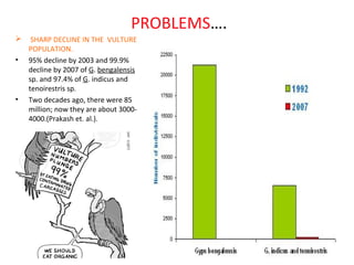 PROBLEMS….
 SHARP DECLINE IN THE VULTURE
POPULATION.
• 95% decline by 2003 and 99.9%
decline by 2007 of G. bengalensis
sp. and 97.4% of G. indicus and
tenoirestris sp.
• Two decades ago, there were 85
million; now they are about 3000-
4000.(Prakash et. al.).
 