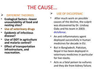 THE CAUSE…
 DIFFERENT THEORIES
• Ecological factors –lower
unavailability of food and
nesting sites?
• Use of veterinary drugs
• Epidemic of infectious
disease?
• Use of DDT in agriculture
and malaria control?
• Effect of transportation
infrastructure, and
reacreation.
 USE OF DICLOFENAC
• After much work on possible
causes of the decline, the culprit
was discovered by Dr. Lindsay
Oaks and his team in 2003:
diclofenac.
• An anti-inflammatory agent
deployed successfully in human
medicines for decade in EU.
• But in Bangladesh, Pakistan,
Nepal it has been deployed in
veterinary medicines in particular
for live stocks.
• Acts as a fatal poison to vultures
and they die from kidney failure.
 