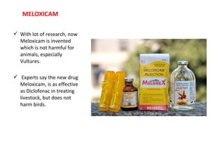 MELOXICAM
 With lot of research, now
Meloxicam is invented
which is not harmful for
animals, especially
Vultures.
 Experts say the new drug
Meloxicam, is as effective
as Diclofenac in treating
livestock, but does not
harm birds.
 