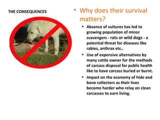 THE CONSEQUENCES • Why does their survival
matters?
• Absence of vultures has led to
growing population of minor
scavengers - rats or wild dogs - a
potential threat for diseases like
rabies, anthrax etc..
• Use of expensive alternatives by
many cattle owner for the methods
of carcass disposal for public health
like to have carcass buried or burnt.
• Impact on the economy of hide and
bone collectors as their lives
become harder who relay on clean
carcasses to earn living.
 