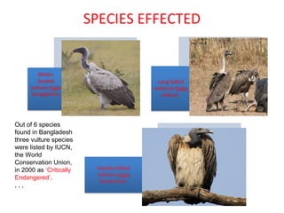 SPECIES EFFECTED
Out of 6 species
found in Bangladesh
three vulture species
were listed by IUCN,
the World
Conservation Union,
in 2000 as ‘Critically
Endangered’.
, , ,
 