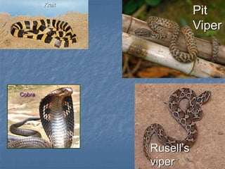 Krait
Cobra
Pit
Viper
Rusell’s
viper
 
