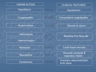 Vasodilators Hypotension
Coagulopathic Consumptive coagulopathy
Hyaluronidase Spread of venom
Haemolysins
Haemorrhagins
Bleeding from fang site
Myotoxins Local tissue necrosis
Neurotoxins
Muscular paralysis &
respiratory failure
Cardiotoxins
Coronary vasoconstriction
& AV block
VENOM ACTION CLINICAL FEATURES
 
