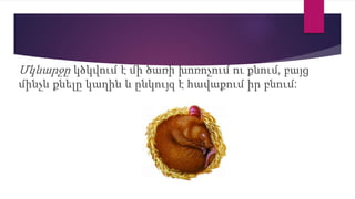 Մկնարջը կծկվում է մի ծառի խոռոչում ու քնում, բայց
մինչև քնելը կաղին և ընկույզ է հավաքում իր բնում:
 