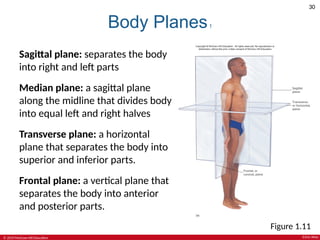 Halves Body Part 0098444187825-ch01-lecture-ppt-a1-1.pptx