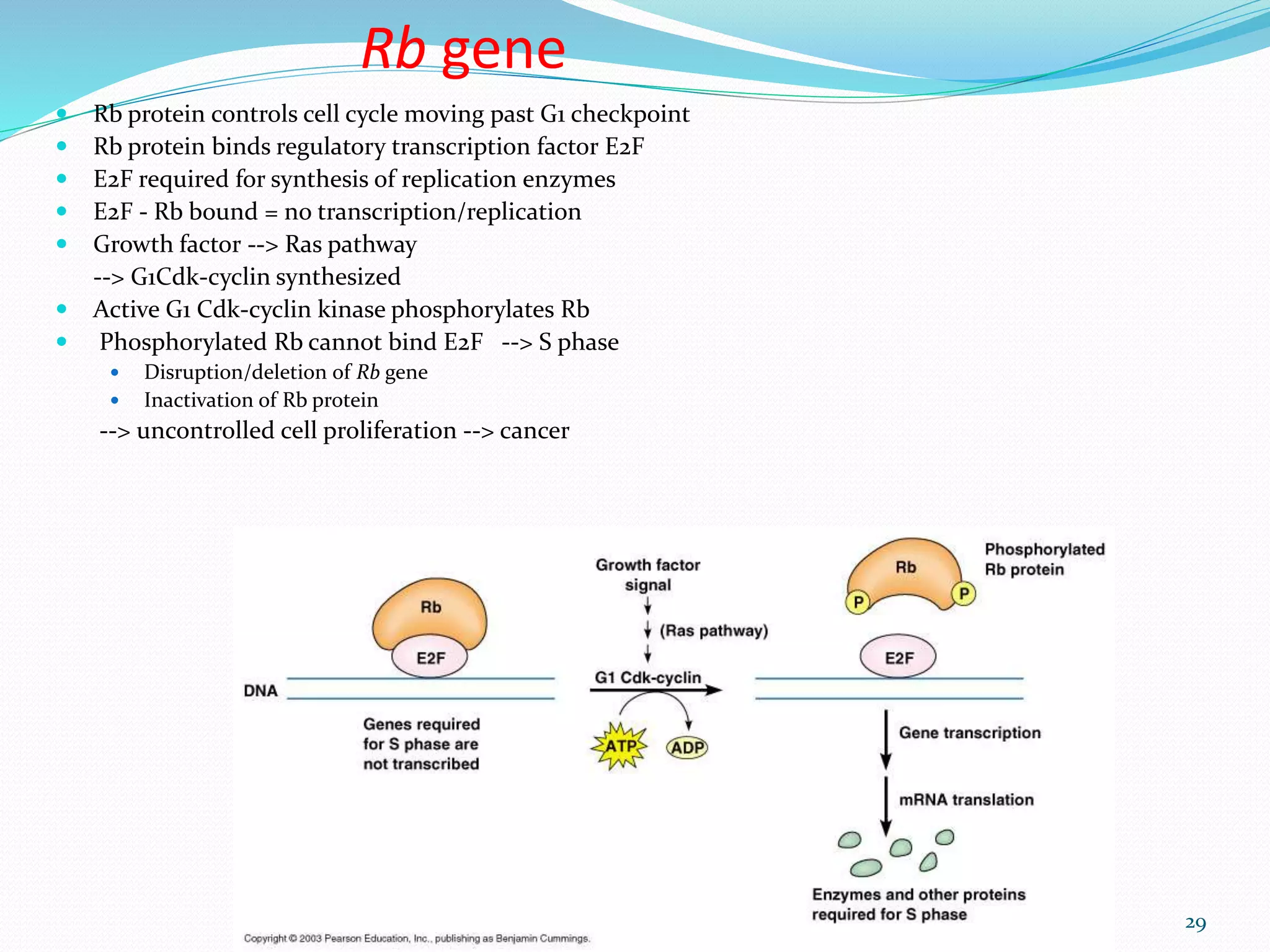 Molecular Basis of Cancer | PPTX