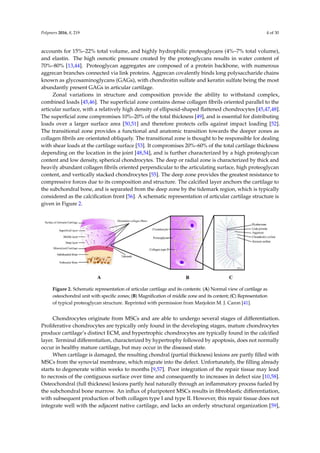 Polymers 2016, 8, 219 4 of 30
accounts for 15%–22% total volume, and highly hydrophilic proteoglycans (4%–7% total volume),
and elastin. The high osmotic pressure created by the proteoglycans results in water content of
70%–80% [13,44]. Proteoglycan aggregates are composed of a protein backbone, with numerous
aggrecan branches connected via link proteins. Aggrecan covalently binds long polysaccharide chains
known as glycosaminoglycans (GAGs), with chondroitin sulfate and keratin sulfate being the most
abundantly present GAGs in articular cartilage.
Zonal variations in structure and composition provide the ability to withstand complex,
combined loads [45,46]. The superﬁcial zone contains dense collagen ﬁbrils oriented parallel to the
articular surface, with a relatively high density of ellipsoid-shaped ﬂattened chondrocytes [45,47,48].
The superﬁcial zone compromises 10%–20% of the total thickness [49], and is essential for distributing
loads over a larger surface area [50,51] and therefore protects cells against impact loading [52].
The transitional zone provides a functional and anatomic transition towards the deeper zones as
collagen ﬁbrils are orientated obliquely. The transitional zone is thought to be responsible for dealing
with shear loads at the cartilage surface [53]. It compromises 20%–60% of the total cartilage thickness
depending on the location in the joint [48,54], and is further characterized by a high proteoglycan
content and low density, spherical chondrocytes. The deep or radial zone is characterized by thick and
heavily abundant collagen ﬁbrils oriented perpendicular to the articulating surface, high proteoglycan
content, and vertically stacked chondrocytes [55]. The deep zone provides the greatest resistance to
compressive forces due to its composition and structure. The calciﬁed layer anchors the cartilage to
the subchondral bone, and is separated from the deep zone by the tidemark region, which is typically
considered as the calciﬁcation front [56]. A schematic representation of articular cartilage structure is
given in Figure 2.
Polymers 2016, 8, 219 4 of 30
connected via link proteins. Aggrecan covalently binds long polysaccharide chains known as
glycosaminoglycans (GAGs), with chondroitin sulfate and keratin sulfate being the most abundantly
present GAGs in articular cartilage.
Zonal variations in structure and composition provide the ability to withstand complex,
combined loads [45,46]. The superficial zone contains dense collagen fibrils oriented parallel to the
articular surface, with a relatively high density of ellipsoid-shaped flattened chondrocytes [45,47,48].
The superficial zone compromises 10%–20% of the total thickness [49], and is essential for distributing
loads over a larger surface area[50,51] and therefore protects cells against impact loading [52]. The
transitional zone provides a functional and anatomic transition towards the deeper zones as collagen
fibrils are orientated obliquely. The transitional zone is thought to be responsible for dealing with
shear loads at the cartilage surface [53]. It compromises 20%–60% of the total cartilage thickness
depending on the location in the joint [48,54], and is further characterized by a high proteoglycan
content and low density, spherical chondrocytes. The deep or radial zone is characterized by thick
and heavily abundant collagen fibrils oriented perpendicular to the articulating surface, high
proteoglycan content, and vertically stacked chondrocytes [55]. The deep zone provides the greatest
resistance to compressive forces due to its composition and structure. The calcified layer anchors the
cartilage to the subchondral bone, and is separated from the deep zone by the tidemark region, which
is typically considered as the calcification front [56]. A schematic representation of articular cartilage
structure is given in Figure 2.
Figure 2. Schematic representation of articular cartilage and its contents: (A) Normal view of cartilage
as osteochondral unit with specific zones; (B) Magnification of middle zone and its content; (C)
Representation of typical proteoglycan structure. Reprinted with permission from Marjolein M. J.
Caron [41].
Chondrocytes originate from MSCs and are able to undergo several stages of differentiation.
Proliferative chondrocytes are typically only found in the developing stages, mature chondrocytes
produce cartilage’s distinct ECM, and hypertrophic chondrocytes are typically found in the calcified
layer. Terminal differentiation, characterized by hypertrophy followed by apoptosis, does not
normally occur in healthy mature cartilage, but may occur in the diseased state.
When cartilage is damaged, the resulting chondral (partial thickness) lesions are partly filled
with MSCs from the synovial membrane, which migrate into the defect. Unfortunately, the filling
already starts to degenerate within weeks to months [9,57]. Poor integration of the repair tissue may
lead to necrosis of the contiguous surface over time and consequently to increases in defect size
[10,58]. Osteochondral (full thickness) lesions partly heal naturally through an inflammatory process
fueled by the subchondral bone marrow. An influx of pluripotent MSCs results in fibroblastic
differentiation, with subsequent production of both collagen type I and type II. However, this repair
tissue does not integrate well with the adjacent native cartilage, and lacks an orderly structural
organization [59], which results in inferior mechanical properties [60]. Therefore, it is unable to cope
with the severe mechanical demands in the joint and it is doomed to fail in the (mid) long-term.
Chondrocyte differentiation is controlled by a wide variety of cytokines, hormones, and growth
factors, which are present in different stages of chondrogenesis and play an essential role in cartilage
homeostasis and thus also its repair. These factors include complex proteins such as Insulin-like
Figure 2. Schematic representation of articular cartilage and its contents: (A) Normal view of cartilage as
osteochondral unit with specific zones; (B) Magnification of middle zone and its content; (C) Representation
of typical proteoglycan structure. Reprinted with permission from Marjolein M. J. Caron [41].
Chondrocytes originate from MSCs and are able to undergo several stages of differentiation.
Proliferative chondrocytes are typically only found in the developing stages, mature chondrocytes
produce cartilage’s distinct ECM, and hypertrophic chondrocytes are typically found in the calciﬁed
layer. Terminal differentiation, characterized by hypertrophy followed by apoptosis, does not normally
occur in healthy mature cartilage, but may occur in the diseased state.
When cartilage is damaged, the resulting chondral (partial thickness) lesions are partly ﬁlled with
MSCs from the synovial membrane, which migrate into the defect. Unfortunately, the ﬁlling already
starts to degenerate within weeks to months [9,57]. Poor integration of the repair tissue may lead
to necrosis of the contiguous surface over time and consequently to increases in defect size [10,58].
Osteochondral (full thickness) lesions partly heal naturally through an inﬂammatory process fueled by
the subchondral bone marrow. An inﬂux of pluripotent MSCs results in ﬁbroblastic differentiation,
with subsequent production of both collagen type I and type II. However, this repair tissue does not
integrate well with the adjacent native cartilage, and lacks an orderly structural organization [59],
 