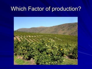 Which Factor of production?
 