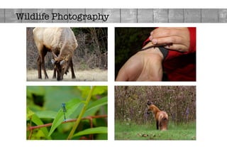 Wildlife Photography 
 