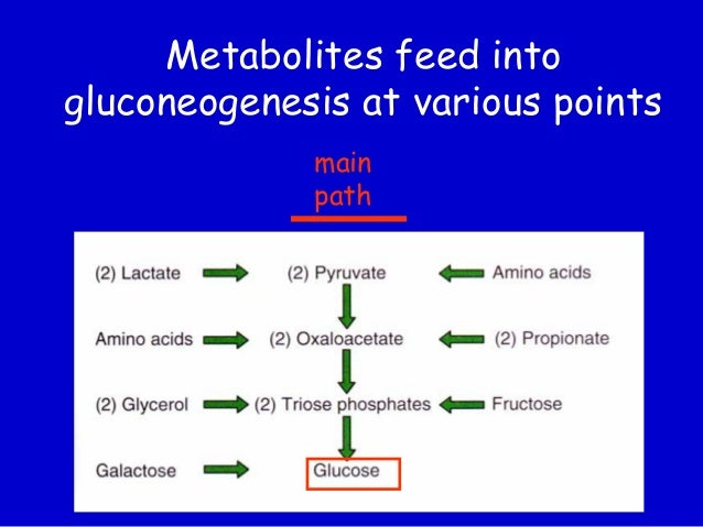 3 in bypass gluconeogenesis steps Gluconeogenesis