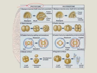 Annelida Life cycle and body segmentation | PPT