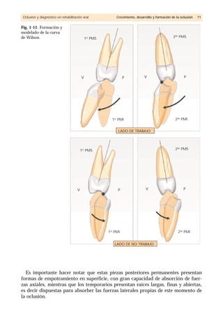 Es importante hacer notar que estas piezas posteriores permanentes presentan
formas de empotramiento en superficie, con gran capacidad de absorción de fuer-
zas axiales, mientras que los temporarios presentan raíces largas, finas y abiertas,
es decir dispuestas para absorber las fuerzas laterales propias de este momento de
la oclusión.
Oclusión y diagnóstico en rehabilitación oral Crecimiento, desarrollo y formación de la oclusión 11
Fig. 1-11. Formación y
modelado de la curva
de Wilson. 1er PMS
1er
PMI
LADO DE TRABAJO
LADO DE NO TRABAJO
2do
PMI
V VP P
2do
PMS
1er
PMS
1er PMI 2do
PMI
V VP P
2do
PMS
 