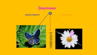 Трикутники
рівнобедрені
рівносторонні
 