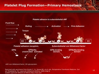 13
Platelet Plug Formation—Primary Hemostasis
Reprinted with permission from Rinder C. In: Spiess BD, et al, eds. Perioperative Transfusion Medicine. 2nd
ed. Philadelphia, PA: Lippincott Williams & Wilkins; 2005:chap 8.
©2005 Lippincott Williams & Wilkins http://lww.com
Platelet adhesion to subendothelial vWF
vWF=von Willebrand factor; GP=glycoprotein.
 