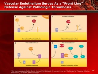 15
Vascular Endothelium Serves As a “Front Line”
Defense Against Pathologic Thrombosis
This figure was published in Semin Hematol, Vol 41(suppl 1), Lawson JH, et al, “Challenges for Providing Effective
Hemostasis,” pp 55-64, ©Elsevier 2004.
 
