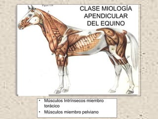 FMG 2008
CLASE MIOLOGÍA
APENDICULAR
DEL EQUINO
• Músculos Intrínsecos miembro
torácico
• Músculos miembro pelviano
 
