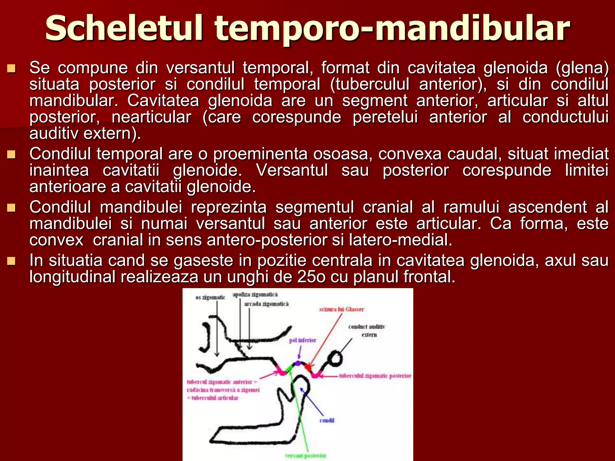 Scheletul temporo-mandibular
 Se compune din versantul temporal, format din cavitatea glenoida (glena)
situata posterior si condilul temporal (tuberculul anterior), si din condilul
mandibular. Cavitatea glenoida are un segment anterior, articular si altul
posterior, nearticular (care corespunde peretelui anterior al conductului
auditiv extern).
 Condilul temporal are o proeminenta osoasa, convexa caudal, situat imediat
inaintea cavitatii glenoide. Versantul sau posterior corespunde limitei
anterioare a cavitatii glenoide.
 Condilul mandibulei reprezinta segmentul cranial al ramului ascendent al
mandibulei si numai versantul sau anterior este articular. Ca forma, este
convex cranial in sens antero-posterior si latero-medial.
 In situatia cand se gaseste in pozitie centrala in cavitatea glenoida, axul sau
longitudinal realizeaza un unghi de 25o cu planul frontal.
 