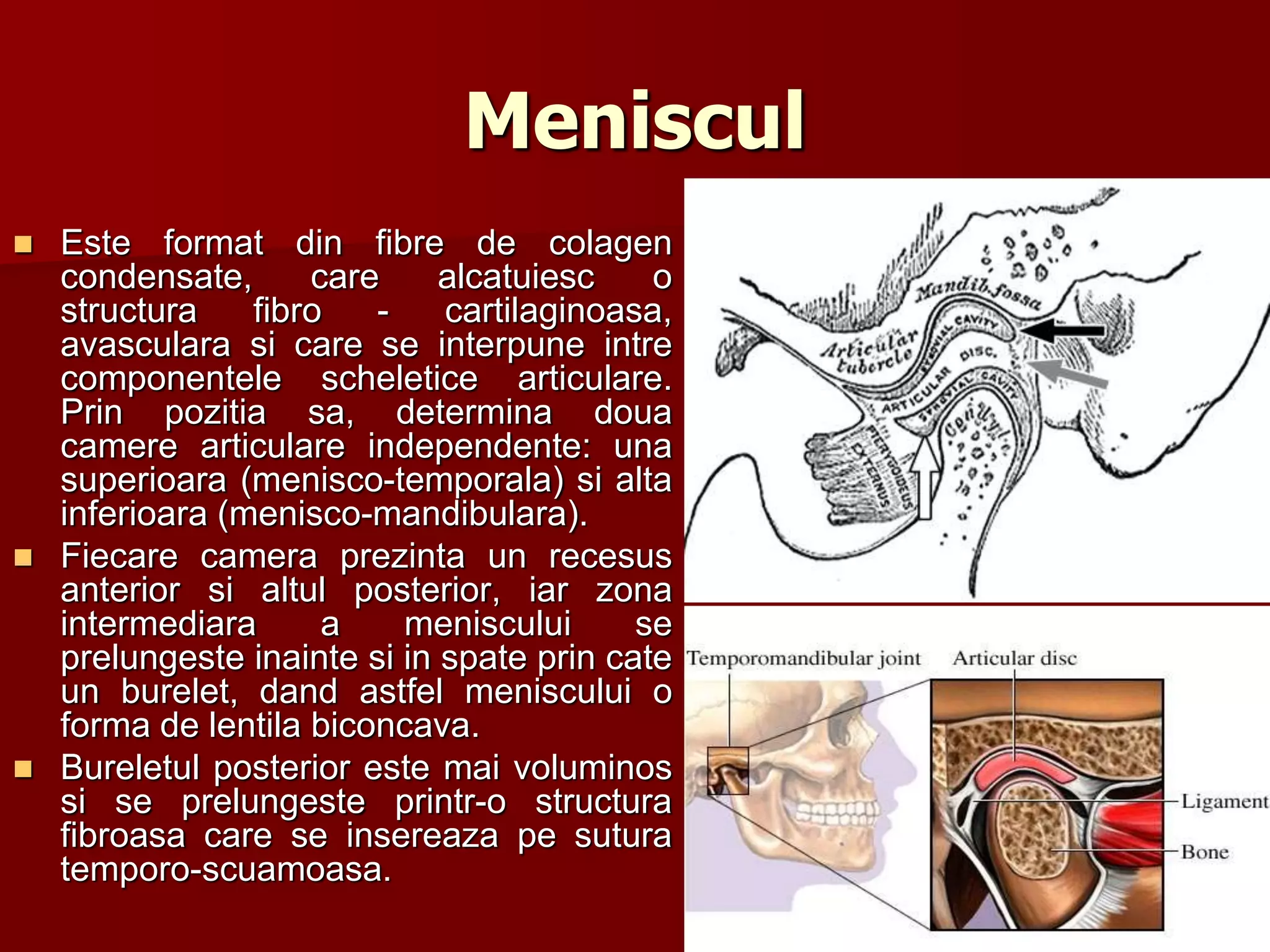 Meniscul
 Este format din fibre de colagen
condensate, care alcatuiesc o
structura fibro - cartilaginoasa,
avasculara si care se interpune intre
componentele scheletice articulare.
Prin pozitia sa, determina doua
camere articulare independente: una
superioara (menisco-temporala) si alta
inferioara (menisco-mandibulara).
 Fiecare camera prezinta un recesus
anterior si altul posterior, iar zona
intermediara a meniscului se
prelungeste inainte si in spate prin cate
un burelet, dand astfel meniscului o
forma de lentila biconcava.
 Bureletul posterior este mai voluminos
si se prelungeste printr-o structura
fibroasa care se insereaza pe sutura
temporo-scuamoasa.
 