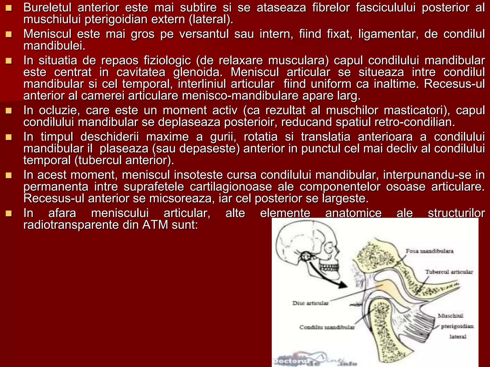  Bureletul anterior este mai subtire si se ataseaza fibrelor fasciculului posterior al
muschiului pterigoidian extern (lateral).
 Meniscul este mai gros pe versantul sau intern, fiind fixat, ligamentar, de condilul
mandibulei.
 In situatia de repaos fiziologic (de relaxare musculara) capul condilului mandibular
este centrat in cavitatea glenoida. Meniscul articular se situeaza intre condilul
mandibular si cel temporal, interliniul articular fiind uniform ca inaltime. Recesus-ul
anterior al camerei articulare menisco-mandibulare apare larg.
 In ocluzie, care este un moment activ (ca rezultat al muschilor masticatori), capul
condilului mandibular se deplaseaza posterioir, reducand spatiul retro-condilian.
 In timpul deschiderii maxime a gurii, rotatia si translatia anterioara a condilului
mandibular il plaseaza (sau depaseste) anterior in punctul cel mai decliv al condilului
temporal (tubercul anterior).
 In acest moment, meniscul insoteste cursa condilului mandibular, interpunandu-se in
permanenta intre suprafetele cartilagionoase ale componentelor osoase articulare.
Recesus-ul anterior se micsoreaza, iar cel posterior se largeste.
 In afara meniscului articular, alte elemente anatomice ale structurilor
radiotransparente din ATM sunt:
 