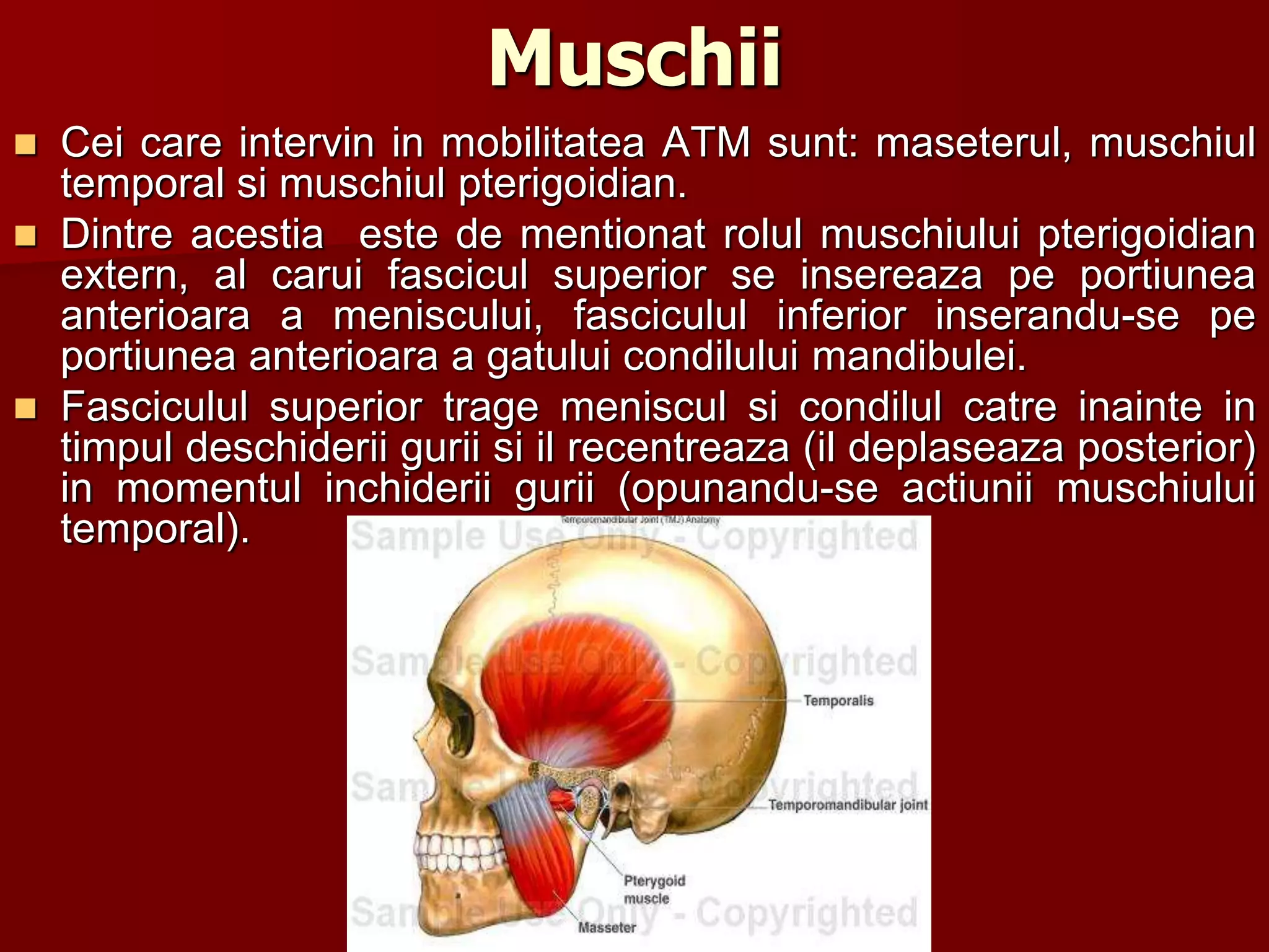Muschii
 Cei care intervin in mobilitatea ATM sunt: maseterul, muschiul
temporal si muschiul pterigoidian.
 Dintre acestia este de mentionat rolul muschiului pterigoidian
extern, al carui fascicul superior se insereaza pe portiunea
anterioara a meniscului, fasciculul inferior inserandu-se pe
portiunea anterioara a gatului condilului mandibulei.
 Fasciculul superior trage meniscul si condilul catre inainte in
timpul deschiderii gurii si il recentreaza (il deplaseaza posterior)
in momentul inchiderii gurii (opunandu-se actiunii muschiului
temporal).
 