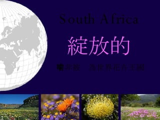 South Africa 綻放的 南非被喻為世界花卉王國 
