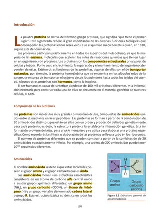 109
Introducción
L
a palabra proteína se deriva del término griego proteios, que significa “que tiene el primer
lugar”. Este significado refiere la gran importancia de las diversas funciones biológicas que
desempeñan las proteínas en los seres vivos. Fue el químico sueco Berzelius quién, en 1838,
sugirió esta denominación.
Las proteínas participan prácticamente en todos los aspectos del metabolismo, ya que la ma-
yoría de las enzimas, moléculas que aceleran las miles de reacciones químicas que tienen lugar
en un organismo, son proteínas. Las proteínas son los componentes estructurales principales de
células y tejidos. Por lo cual, el crecimiento, la reparación y el mantenimiento del organismo, de-
penden de estas. Existen otras funciones de las proteínas, algunas de ellas son el de transportar
sustancias; por ejemplo, la proteína hemoglobina que se encuentra en los glóbulos rojos de la
sangre, se encarga de transportar el oxígeno desde los pulmones hacia todos los tejidos del cuer-
po. Algunas otras proteínas son hormonas, como la insulina.
El ser humano es capaz de sintetizar alrededor de 100 mil proteínas diferentes, y la informa-
ción necesaria para construir cada una de ellas se encuentra en el material genético de nuestras
células, el adn.
Composición de las proteínas
Las proteínas son moléculas muy grandes o macromoléculas, compuestas de aminoácidos uni-
dos entre sí, mediante enlaces peptídicos. Las proteínas se forman a partir de la combinación de
20 aminoácidos distintos, que están en ellas con un orden y proporción definidos genéticamente
para cada proteína; es decir, la estructura proteica la establece la información genética. Esta in-
formación proviene del adn, pasa al arn mensajero y se utiliza para elaborar una proteína espe-
cífica. Como recordarás la síntesis o elaboración de las proteínas se lleva a cabo en los ribosomas.
El número de proteínas diferentes que se pueden construir a partir de la combinación de 20
aminoácidos es prácticamente infinita. Por ejemplo, una cadena de 200 aminoácidos puede tener
20200
secuencias diferentes.
Aminoácidos
El nombre aminoácido se debe a que estas moléculas po-
seen el grupo amino y el grupo carboxilo que es ácido.
Los aminoácidos tienen una estructura característica
consistente en un átomo de carbono alfa central unido
a cuatro grupos químicos diferentes: un grupo amino
(NH2
), un grupo carboxilo (COOH), un átomo de hidró-
geno (H) y un grupo variable denominado cadena lateral
o grupo R. Esta estructura básica es idéntica en todos los
aminoácidos.
Figura 5.1 Estructura general de
los aminoácidos.
 