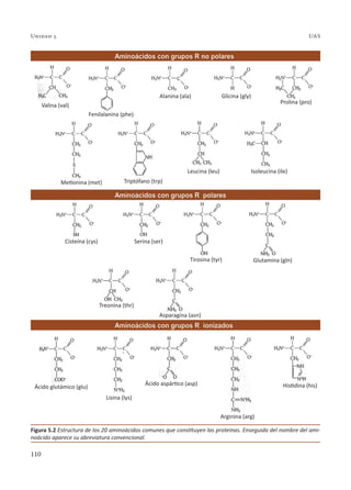 110
Unidad 5 UAS
Figura 5.2 Estructura de los 20 aminoácidos comunes que constituyen las proteínas. Enseguida del nombre del ami-
noácido aparece su abreviatura convencional.
Valina (val)
Fenilalanina (phe)
Alanina (ala) Glicina (gly)
Prolina (pro)
Isoleucina (ile)
Leucina (leu)
Triptófano (trp)
Metionina (met)
Cisteína (cys) Serina (ser)
Tirosina (tyr) Glutamina (gln)
Asparagina (asn)
Treonina (thr)
Ácido glutámico (glu)
Lisina (lys)
Arginina (arg)
Histidina (his)
Ácido aspártico (asp)
 