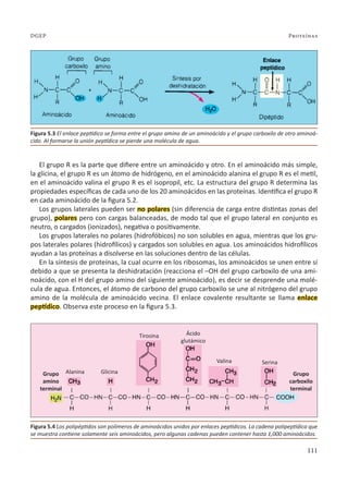 111
Proteínas
DGEP
El grupo R es la parte que difiere entre un aminoácido y otro. En el aminoácido más simple,
la glicina, el grupo R es un átomo de hidrógeno, en el aminoácido alanina el grupo R es el metil,
en el aminoácido valina el grupo R es el isopropil, etc. La estructura del grupo R determina las
propiedades específicas de cada uno de los 20 aminoácidos en las proteínas. Identifica el grupo R
en cada aminoácido de la figura 5.2.
Los grupos laterales pueden ser no polares (sin diferencia de carga entre distintas zonas del
grupo), polares pero con cargas balanceadas, de modo tal que el grupo lateral en conjunto es
neutro, o cargados (ionizados), negativa o positivamente.
Los grupos laterales no polares (hidrofóbicos) no son solubles en agua, mientras que los gru-
pos laterales polares (hidrofílicos) y cargados son solubles en agua. Los aminoácidos hidrofílicos
ayudan a las proteínas a disolverse en las soluciones dentro de las células.
En la síntesis de proteínas, la cual ocurre en los ribosomas, los aminoácidos se unen entre sí
debido a que se presenta la deshidratación (reacciona el –OH del grupo carboxilo de una ami-
noácido, con el H del grupo amino del siguiente aminoácido), es decir se desprende una molé-
cula de agua. Entonces, el átomo de carbono del grupo carboxilo se une al nitrógeno del grupo
amino de la molécula de aminoácido vecina. El enlace covalente resultante se llama enlace
peptídico. Observa este proceso en la figura 5.3.
Figura 5.3 El enlace peptídico se forma entre el grupo amino de un aminoácido y el grupo carboxilo de otro aminoá-
cido. Al formarse la unión peptídica se pierde una molécula de agua.
Figura 5.4 Los polipéptidos son polímeros de aminoácidos unidos por enlaces peptídicos. La cadena polipeptídica que
se muestra contiene solamente seis aminoácidos, pero algunas cadenas pueden contener hasta 1,000 aminoácidos.
Alanina Glicina
Tirosina Ácido
glutámico
Valina Serina
Grupo
carboxilo
terminal
Grupo
amino
terminal
 