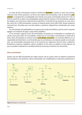 112
Unidad 5 UAS
La unión de dos aminoácidos recibe el nombre de dipéptido. Cuando se unen más aminoá-
cidos por este mismo proceso y se forma una cadena de aminoácidos, esta se denomina poli-
péptido. La longitud de un polipéptido varía desde unos pocos aminoácidos hasta mil o más. El
término proteína se aplica a los polipéptidos, generalmente mayores a 50 aminoácidos, capaces
de adoptar una estructura tridimensional específica. El tamaño de las proteínas es muy varia-
ble, entre 50 y 2.500 aminoácidos, aunque la mayoría tienen entre 300 y 500. Existen proteínas
monoméricas, formadas por una sola cadena y proteínas oligoméricas constituidas por varias
cadenas.
Los aminoácidos del polipéptido se recuperan por medio de hidrólisis, para lo cual se requiere
agregar una molécula de agua a cada enlace peptídico.
En los animales, algunos de los 20 aminoácidos no pueden ser sintetizados en cantidad sufi-
ciente como para cubrir las necesidades, motivo por el cual deben suministrarse a través de la
dieta. Estos aminoácidos se conocen como aminoácidos esenciales. Los animales difieren en sus
capacidades de biosíntesis; un aminoácido que es esencial para una especie puede no serlo para
otra. Los aminoácidos esenciales para el ser humano son isoleucina, leucina, lisina, metionina,
fenilalanina, treonina, triptófano, valina e histidina. En los niños, se añade a la lista arginina, ya
que no pueden sintetizarla en cantidad suficiente como para mantener el crecimiento.
Otros aminoácidos
Existen más de 300 aminoácidos de origen natural, de los cuales como ya sabemos solamente
20 constituyen a las proteínas. Otros aminoácidos son modificados en reacciones posteriores a
Figura 5.5 Algunos aminoácidos.
 
