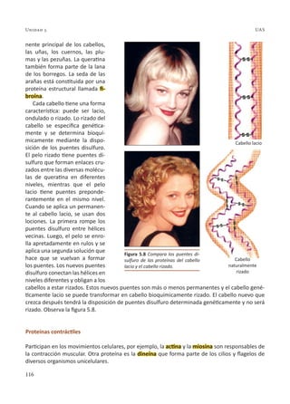 116
Unidad 5 UAS
nente principal de los cabellos,
las uñas, los cuernos, las plu-
mas y las pezuñas. La queratina
también forma parte de la lana
de los borregos. La seda de las
arañas está constituida por una
proteína estructural llamada fi-
broína.
Cada cabello tiene una forma
característica: puede ser lacio,
ondulado o rizado. Lo rizado del
cabello se especifica genética-
mente y se determina bioquí-
micamente mediante la dispo-
sición de los puentes disulfuro.
El pelo rizado tiene puentes di-
sulfuro que forman enlaces cru-
zados entre las diversas molécu-
las de queratina en diferentes
niveles, mientras que el pelo
lacio tiene puentes preponde-
rantemente en el mismo nivel.
Cuando se aplica un permanen-
te al cabello lacio, se usan dos
lociones. La primera rompe los
puentes disulfuro entre hélices
vecinas. Luego, el pelo se enro-
lla apretadamente en rulos y se
aplica una segunda solución que
hace que se vuelvan a formar
los puentes. Los nuevos puentes
disulfuro conectan las hélices en
niveles diferentes y obligan a los
cabellos a estar rizados. Estos nuevos puentes son más o menos permanentes y el cabello gené-
ticamente lacio se puede transformar en cabello bioquímicamente rizado. El cabello nuevo que
crezca después tendrá la disposición de puentes disulfuro determinada genéticamente y no será
rizado. Observa la figura 5.8.
Proteínas contráctiles
Participan en los movimientos celulares, por ejemplo, la actina y la miosina son responsables de
la contracción muscular. Otra proteína es la dineína que forma parte de los cilios y flagelos de
diversos organismos unicelulares.
Figura 5.8 Compara los puentes di-
sulfuro de las proteínas del cabello
lacio y el cabello rizado.
Cabello lacio
Cabello
naturalmente
rizado
 