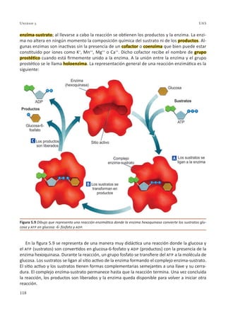 118
Unidad 5 UAS
enzima-sustrato; al llevarse a cabo la reacción se obtienen los productos y la enzima. La enzi-
ma no altera en ningún momento la composición química del sustrato ni de los productos. Al-
gunas enzimas son inactivas sin la presencia de un cofactor o coenzima que bien puede estar
constituido por iones como K+
, Mn++
, Mg++
o Ca++
. Dicho cofactor recibe el nombre de grupo
prostético cuando está firmemente unido a la enzima. A la unión entre la enzima y el grupo
prostético se le llama holoenzima. La representación general de una reacción enzimática es la
siguiente:
En la figura 5.9 se representa de una manera muy didáctica una reacción donde la glucosa y
el atp (sustratos) son convertidos en glucosa-6-fosfato y adp (productos) con la presencia de la
enzima hexoquinasa. Durante la reacción, un grupo fosfato se transfiere del atp a la molécula de
glucosa. Los sustratos se ligan al sitio activo de la enzima formando el complejo enzima-sustrato.
El sitio activo y los sustratos tienen formas complementarias semejantes a una llave y su cerra-
dura. El complejo enzima-sustrato permanece hasta que la reacción termina. Una vez concluida
la reacción, los productos son liberados y la enzima queda disponible para volver a iniciar otra
reacción.
Figura 5.9 Dibujo que representa una reacción enzimática donde la enzima hexoquinasa convierte los sustratos glu-
cosa y atp en glucosa -6- fosfato y adp.
 