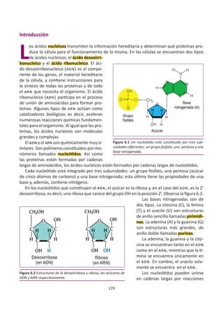 129
Introducción
L
os ácidos nucleicos transmiten la información hereditaria y determinan qué proteínas pro-
duce la célula para el funcionamiento de la misma. En las células se encuentran dos tipos
de ácidos nucleicos: el ácido desoxirri-
bonucleico y el ácido ribonucleico. El áci-
do desoxirribonucleico (adn) es el compo-
nente de los genes, el material hereditario
de la célula, y contiene instrucciones para
la síntesis de todas las proteínas y de todo
el arn que necesita el organismo. El ácido
ribonucleico (arn) participa en el proceso
de unión de aminoácidos para formar pro-
teínas. Algunos tipos de arn actúan como
catalizadores biológicos es decir, aceleran
numerosas reacciones químicas fundamen-
tales para el organismo. Al igual que las pro-
teínas, los ácidos nucleicos son moléculas
grandes y complejas.
El adn y el arn son químicamente muy si-
milares. Son polímeros constituidos por mo-
nómeros llamados nucleótidos. Así como
las proteínas están formadas por cadenas
largas de aminoácidos, los ácidos nucleicos están formados por cadenas largas de nucleótidos.
Cada nucleótido está integrado por tres subunidades: un grupo fosfato, una pentosa (azúcar
de cinco átomos de carbono) y una base nitrogenada; esta última tiene las propiedades de una
base y, además, contiene nitrógeno.
En los nucleótidos que constituyen al arn, el azúcar es la ribosa y, en el caso del adn, es la 2’
desoxirribosa, es decir, una ribosa que carece del grupo OH en la posición 2’. Observa la figura 6.2.
Las bases nitrogenadas son de
dos tipos. La citosina (C), la timina
(T) y el uracilo (U) son estructuras
de anillo sencillo llamadas pirimidi-
nas. La adenina (A) y la guanina (G)
son estructuras más grandes, de
anillo doble llamadas purinas.
La adenina, la guanina y la cito-
sina se encuentran tanto en el adn
como en el arn, mientras que la ti-
mina se encuentra únicamente en
el adn. En cambio, el uracilo sola-
mente se encuentra en el arn.
Los nucleótidos pueden unirse
en cadenas largas por reacciones
Figura 6.1 Un nucleótido está constituido por tres sub-
unidades diferentes: un grupo fosfato, una pentosa y una
base nitrogenada.
Figura 6.2 Estructuras de la desoxirribosa y ribosa, los azúcares de
ADN y ARN respectivamente.
 