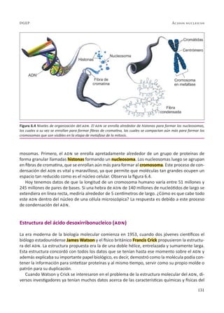 131
Ácidos nucleicos
DGEP
mosomas. Primero, el adn se enrolla apretadamente alrededor de un grupo de proteínas de
forma granular llamadas histonas formando un nucleosoma. Los nucleosomas luego se agrupan
en fibras de cromatina, que se enrollan aún más para formar al cromosoma. Este proceso de con-
densación del adn es vital y maravilloso, ya que permite que moléculas tan grandes ocupen un
espacio tan reducido como es el núcleo celular. Observa la figura 6.4.
Hoy tenemos datos de que la longitud de un cromosoma humano varía entre 51 millones y
245 millones de pares de bases. Si una hebra de adn de 140 millones de nucleótidos de largo se
extendiera en línea recta, mediría alrededor de 5 centímetros de largo. ¿Cómo es que cabe todo
este adn dentro del núcleo de una célula microscópica? La respuesta es debido a este proceso
de condensación del adn.
Estructura del ácido desoxirribonucleico (adn)
La era moderna de la biología molecular comienza en 1953, cuando dos jóvenes científicos el
biólogo estadounidense James Watson y el físico británico Francis Crick propusieron la estructu-
ra del adn. La estructura propuesta era la de una doble hélice, entrelazada y sumamente larga.
Esta estructura concordó con todos los datos que se tenían hasta ese momento sobre el adn y
además explicaba su importante papel biológico, es decir, demostró como la molécula podía con-
tener la información para sintetizar proteínas y al mismo tiempo, servir como su propio molde o
patrón para su duplicación.
Cuando Watson y Crick se interesaron en el problema de la estructura molecular del adn, di-
versos investigadores ya tenían muchos datos acerca de las características químicas y físicas del
Figura 6.4 Niveles de organización del adn. El adn se enrolla alrededor de histonas para formar los nucleosomas,
los cuales a su vez se enrollan para formar fibras de cromatina, las cuales se compactan aún más para formar los
cromosomas que son visibles en la etapa de metafase de la mitosis.
 