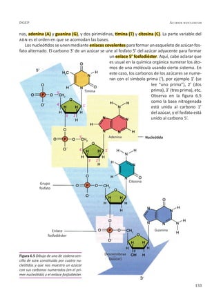 133
Ácidos nucleicos
DGEP
nas, adenina (A) y guanina (G), y dos pirimidinas, timina (T) y citosina (C). La parte variable del
adn es el orden en que se acomodan las bases.
Los nucleótidos se unen mediante enlaces covalentes para formar un esqueleto de azúcar-fos-
fato alternado. El carbono 3’ de un azúcar se une al fosfato 5’ del azúcar adyacente para formar
un enlace 5’ fosfodiéster. Aquí, cabe aclarar que
es usual en la química orgánica numerar los áto-
mos de una molécula usando cierto sistema. En
este caso, los carbonos de los azúcares se nume-
ran con el símbolo prima (’), por ejemplo 1’ (se
lee “uno prima”), 2’ (dos
prima), 3’ (tres prima), etc.
Observa en la figura 6.5
como la base nitrogenada
está unida al carbono 1’
del azúcar, y el fosfato está
unido al carbono 5’.
Figura 6.5 Dibujo de una de cadena sen-
cilla de adn constituida por cuatro nu-
cleótidos y que nos muestra un azúcar
con sus carbonos numerados (en el pri-
mer nucleótido) y el enlace fosfodiéster.
1´
1´
2´
2´
3´
3´
4´
4´
5´
5´ Nucleótido
Timina
Adenina
Citosina
Grupo
fosfato
Enlace
fosfodiéster
Desoxirribosa
(azúcar)
Guanina
 