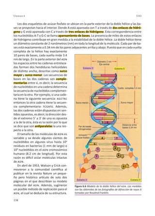 134
Unidad 6 UAS
Los dos esqueletos de azúcar-fosfato se ubican en la parte exterior de la doble hélice y las ba-
ses se proyectan hacia el interior. Donde A está apareada con T a través de dos enlaces de hidró-
geno y G está apareada con C a través de tres enlaces de hidrógeno. Esta correspondencia entre
los nucleótidos A-T y G-C se llama apareamiento de bases. La presencia de miles de estos enlaces
de hidrógeno contribuye en gran medida a la estabilidad de la doble hélice. La doble hélice tiene
un diámetro constante de 2 nanómetros (nm) en toda la longitud de la molécula. Cada par de ba-
ses está exactamente a 0.34 nm de los pares adyacentes arriba y abajo. Puesto que en cada vuelta
completa de la hélice hay exactamente
10 pares de bases, cada vuelta mide 3.4
nm de largo. En la parte exterior del adn
los espacios entre las cadenas entrelaza-
das forman dos hendiduras helicoidales
de distinto ancho, descritas como surco
mayor y surco menor. Las secuencias de
bases en las dos cadenas son comple-
mentarias entre sí, es decir, la secuencia
de nucleótidos en una cadena determina
la secuencia de nucleótidos complemen-
taria en la otra. Por ejemplo, si una cade-
na tiene la siguiente secuencia: agctac
entonces la otra cadena tiene la secuen-
cia complementaria: tcgatg. Además,
las dos cadenas están dispuestas en sen-
tidos opuestos, es decir, la dirección des-
de el extremo 5’ a 3’ de una es opuesta
a la de la otra, ésta es la razón por lo que
se dice que son antiparalelas la una res-
pecto a la otra.
El tamaño de las moléculas de adn es
variable y va desde algunos cientos de
nucleótidos en algunos virus hasta 106
residuos en bacterias (1 mm de largo) o
109
nucleótidos en el adn cromosómico
humano (8.2 cm de longitud). Por esta
razón es difícil aislar moléculas intactas
de adn.
En abril de 1953, Watson y Crick con-
movieron a la comunidad científica al
publicar en la revista Nature un peque-
ño pero histórico artículo de solo dos
páginas en el que describían su modelo
molecular del adn. Además, sugirieron
un posible método de replicación para el
adn, el cual se deducía de su estructura.
Figura 6.6 Modelo de la doble hélice del adn. Las medidas
son las obtenidas de las fotografías de difracción de rayos X
tomadas por Rosalind Franklin.
 