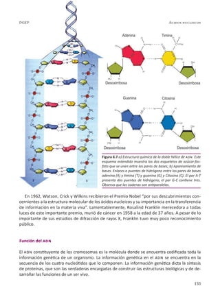 135
Ácidos nucleicos
DGEP
En 1962, Watson, Crick y Wilkins recibieron el Premio Nobel “por sus descubrimientos con-
cernientes a la estructura molecular de los ácidos nucleicos y su importancia en la transferencia
de información en la materia viva”. Lamentablemente, Rosalind Franklin merecedora a todas
luces de este importante premio, murió de cáncer en 1958 a la edad de 37 años. A pesar de lo
importante de sus estudios de difracción de rayos X, Franklin tuvo muy poco reconocimiento
público.
Función del adn
El adn constituyente de los cromosomas es la molécula donde se encuentra codificada toda la
información genética de un organismo. La información genética en el adn se encuentra en la
secuencia de los cuatro nucleótidos que lo componen. La información genética dicta la síntesis
de proteínas, que son las verdaderas encargadas de construir las estructuras biológicas y de de-
sarrollar las funciones de un ser vivo.
DGEP
Figura 6.7 a) Estructura química de la doble hélice de adn. Este
esquema extendido muestra los dos esqueletos de azúcar-fos-
fato que se unen entre los pares de bases; b) Apareamiento de
bases. Enlaces o puentes de hidrógeno entre los pares de bases
adenina (A) y timina (T) y guanina (G) y Citosina (C). El par A-T
presenta dos puentes de hidrógeno; el par G-C contiene tres.
Observa que las cadenas son antiparalelas.
 