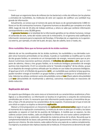 136
Unidad 6 UAS
Dado que un organismo tiene de millones (en las bacterias) a miles de millones (en las plantas
y animales) de nucleótidos, las moléculas de adn son capaces de codificar una cantidad muy
grande de información.
Actualmente, se conoce que el número de pares de bases es de aproximadamente 3.000 mi-
llones en los 46 cromosomas humanos. El genoma humano se decodificó por completo en el año
2003, luego de más de 10 años de trabajo continuo, y ahora se sabe que contiene información
correspondiente a unos 30,000 genes.
El genoma humano es la totalidad de la información genética en las células humanas; incluye
el contenido de adn, tanto del núcleo como de la mitocondria. En el genoma está codificada la
información necesaria para la expresión del fenotipo. El fenotipo de un organismo es la aparien-
cia externa, por ejemplo, el color de la piel, de ojos, tipo de cabello, lacio o rizado, etc.
Otros nucleótidos libres que no forman parte de los ácidos nucleicos
Además de ser los constituyentes de los ácidos nucleicos, los nucleótidos y sus derivados cum-
plen otras funciones primordiales en las células. Cuando un nucleótido se modifica por la unión
de dos grupos fosfato, se convierte en un transportador de energía, necesario para que se pro-
duzcan numerosas reacciones químicas celulares. El trifosfato de adenosina o atp, que se com-
pone de adenina, ribosa y tres grupos fosfato, es la molécula biológica proveedora de energía
química más importante. El atp es conocida como la “moneda energética” de las células, ya que
es un depósito de energía química utilizada por las células en casi todos los procesos biológicos.
Al igual que el atp, el trifosfato de guanosina (gtp), un nucleótido que contiene la base guanina,
puede transferir energía al transferir un grupo fosfato y también participa en la señalización ce-
lular. Además las células contienen varios dinucleótidos como el fad (flavin adenin dinucleótido)
y el nad (dinucleótido de nicotinamida y adenina), coenzimas involucradas en reacciones de
óxido-reducción.
Replicación del adn
Un aspecto que distingue a los seres vivos es la herencia de sus características anatómicas y fisio-
lógicas a su descendencia. La información se localiza en el genoma o conjunto de cromosomas
constituidos por el adn. Es necesario que esta información pueda copiarse y transmitirse de pa-
dres a hijos a fin de preservar las características de las especies. El proceso por el que el adn de
una célula se copia o se duplica se denomina replicación.
Watson y Crick propusieron un mecanismo de replicación semiconservativa según el cual, en
el momento de la replicación cromosómica, la molécula de adn se abre por el medio y las bases
apareadas se separan al nivel de los puentes de hidrógeno. A medida que se separan, las dos
cadenas actúan como moldes, cada una dirigiendo la síntesis de una nueva cadena complemen-
taria a lo largo de toda su extensión, utilizando las materias primas de la célula. Recuerda que la
complementariedad de las bases solo permite dos tipos de apareamiento: timina con adenina y
guanina con citosina. De esta manera, cada cadena forma una copia de su cadena complementa-
ria original y se producen dos réplicas exactas de la molécula. El mecanismo se denomina de repli-
 