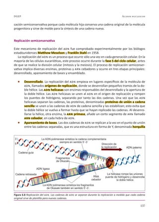 137
Ácidos nucleicos
DGEP
cación semiconservativa porque cada molécula hija conserva una cadena original de la molécula
progenitora y sirve de molde para la síntesis de una cadena nueva.
Replicación semiconservativa
Este mecanismo de replicación del adn fue comprobado experimentalmente por los biólogos
estadounidenses Matthew Meselson y Franklin Stahl en 1958.
La replicación del adn es un proceso que ocurre sólo una vez en cada generación celular. En la
mayoría de las células eucarióticas, este proceso ocurre durante la fase S del ciclo celular, antes
de que se realice la división celular (mitosis y la meiosis). El proceso de replicación semiconser-
vativa implica diversas enzimas, proteínas y arn cebadores y ocurre en tres etapas principales:
desenrollado, apareamiento de bases y ensamblado.
l Desenrollado. La replicación del adn empieza en lugares específicos de la molécula de
adn, llamados orígenes de replicación, donde se desenrollan pequeños tramos de la do-
ble hélice. Las adn helicasas son enzimas responsables del desenrollado y la apertura de
la doble hélice. Las adn helicasas se unen al adn en el origen de replicación y rompen
los puentes de hidrógeno, separando por tanto las dos cadenas. Una vez que las adn
helicasas separan las cadenas, las proteínas, denominadas proteínas de unión a cadena
sencilla se unen a las cadenas de adn de cadena sencilla y las estabilizan; esto evita que
la doble hélice se vuelva a formar hasta que se hayan replicado las cadenas. Al desenro-
llarse la hélice, otra enzima, la arn primasa, añade un corto segmento de arn llamado
arn cebador, en cada hebra de adn.
l Apareamiento de bases. Las dos cadenas de adn se replican a la vez en el punto de unión
entre las cadenas separadas, que es una estructura en forma de Y, denominada horquilla
Figura 6.8 Replicación del adn. Las cadenas de adn se separan durante la replicación a medida que cada cadena
original sirve de plantilla para nuevas cadenas.
 