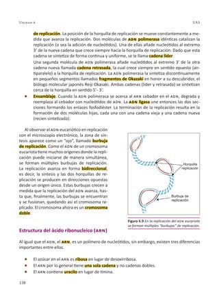138
Unidad 6 UAS
de replicación. La posición de la horquilla de replicación se mueve constantemente a me-
dida que avanza la replicación. Dos moléculas de adn polimerasa idénticas catalizan la
replicación (o sea la adición de nucleótidos). Una de ellas añade nucleótidos al extremo
3’ de la nueva cadena que crece siempre hacia la horquilla de replicación. Dado que esta
cadena se sintetiza de forma continua y uniforme, se le llama cadena líder.
Una segunda molécula de adn polimerasa añade nucleótidos al extremo 3’ de la otra
cadena nueva llamada cadena retrasada, la cual crece siempre en sentido opuesto (an-
tiparalelo) a la horquilla de replicación. La adn polimerasa la sintetiza discontinuamente
en pequeños segmentos llamados fragmentos de Okazaki en honor a su descubridor, el
biólogo molecular japonés Reiji Okasaki. Ambas cadenas (líder y retrasada) se sintetizan
cerca de la horquilla en sentido 5’- 3’.
l Ensamblaje. Cuando la adn polimerasa se acerca al arn cebador en el adn, degrada y
reemplaza al cebador con nucleótidos de adn. La adn ligasa une entonces las dos sec-
ciones formando los enlaces fosfodiéster. La terminación de la replicación resulta en la
formación de dos moléculas hijas, cada una con una cadena vieja y una cadena nueva
(recien sintetizada).
Al observar el adn eucariótico en replicación
con el microscopio electrónico, la zona de sín-
tesis aparece como un “ojo”, llamado burbuja
de replicación. Como el adn de un cromosoma
eucariota tiene muchos orígenes donde la repli-
cación puede iniciarse de manera simultánea,
se forman múltiples burbujas de replicación.
La replicación avanza en forma bidireccional,
es decir, la síntesis y las dos horquillas de re-
plicación se producen en direcciones opuestas
desde un origen único. Estas burbujas crecen a
medida que la replicación del adn avanza, has-
ta que, finalmente, las burbujas se encuentran
y se fusionan, quedando así el cromosoma re-
plicado. El cromosoma ahora es un cromosoma
doble.
Estructura del ácido ribonucleico (arn)
Al igual que el adn, el arn, es un polímero de nucleótidos, sin embargo, existen tres diferencias
importantes entre ellos.
l El azúcar en el arn es ribosa en lugar de desoxirribosa.
l El arn por lo general tiene una sola cadena y no cadenas dobles.
l El arn contiene uracilo en lugar de timina.
Figura 6.9 En la replicación del adn eucariota
se forman múltiples “burbujas” de replicación.
 