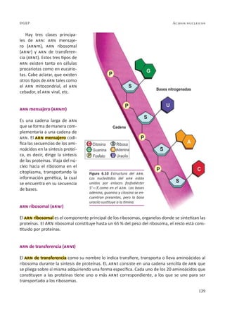 139
Ácidos nucleicos
DGEP
Hay tres clases principa-
les de arn: arn mensaje-
ro (arnm), arn ribosomal
(arnr) y arn de transferen-
cia (arnt). Estos tres tipos de
arn existen tanto en células
procariotas como en eucario-
tas. Cabe aclarar, que existen
otros tipos de arn tales como
el arn mitocondrial, el arn
cebador, el arn viral, etc.
arn mensajero (arnm)
Es una cadena larga de arn
que se forma de manera com-
plementaria a una cadena de
arn. El arn mensajero codi-
fica las secuencias de los ami-
noácidos en la síntesis proteí-
ca, es decir, dirige la síntesis
de las proteínas. Viaja del nú-
cleo hacia el ribosoma en el
citoplasma, transportando la
información genética, la cual
se encuentra en su secuencia
de bases.
arn ribosomal (arnr)
El arn ribosomal es el componente principal de los ribosomas, organelos donde se sintetizan las
proteínas. El ARN ribosomal constituye hasta un 65 % del peso del ribosoma, el resto está cons-
tituido por proteínas.
arn de transferencia (arnt)
El arn de transferencia como su nombre lo indica transfiere, transporta o lleva aminoácidos al
ribosoma durante la síntesis de proteínas. EL arnt consiste en una cadena sencilla de arn que
se pliega sobre sí misma adquiriendo una forma específica. Cada uno de los 20 aminoácidos que
constituyen a las proteínas tiene uno o más arnt correspondiente, a los que se une para ser
transportado a los ribosomas.
Figura 6.10 Estructura del arn.
Los nucleótidos del arn están
unidos por enlaces fosfodiéster
5’—3’,como en el adn. Las bases
adenina, guanina y citosina se en-
cuentran presentes, pero la base
uracilo sustituye a la timina.
 