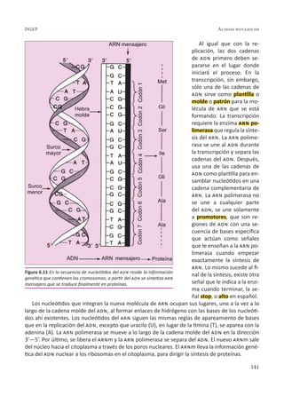 141
Ácidos nucleicos
DGEP
Al igual que con la re-
plicación, las dos cadenas
de adn primero deben se-
pararse en el lugar donde
iniciará el proceso. En la
transcripción, sin embargo,
sólo una de las cadenas de
adn sirve como plantilla o
molde o patrón para la mo-
lécula de arn que se está
formando. La transcripción
requiere la enzima arn po-
limerasa que regula la sínte-
sis del arn. La arn polime-
rasa se une al adn durante
la transcripción y separa las
cadenas del adn. Después,
usa una de las cadenas de
adn como plantilla para en-
samblar nucleótidos en una
cadena complementaria de
arn. La arn polimerasa no
se une a cualquier parte
del adn, se une solamente
a promotores, que son re-
giones de adn con una se-
cuencia de bases específica
que actúan como señales
que le enseñan a la arn po-
limerasa cuando empezar
exactamente la síntesis de
arn. Lo mismo sucede al fi-
nal de la síntesis, existe otra
señal que le indica a la enzi-
ma cuando terminar, la se-
ñal stop, o alto en español.
Los nucleótidos que integran la nueva molécula de arn ocupan sus lugares, uno a la vez a lo
largo de la cadena molde del adn, al formar enlaces de hidrógeno con las bases de los nucleóti-
dos ahí existentes. Los nucleótidos del arn siguen las mismas reglas de apareamiento de bases
que en la replicación del adn, excepto que uracilo (U), en lugar de la timina (T), se aparea con la
adenina (A). La arn polimerasa se mueve a lo largo de la cadena molde del adn en la dirección
3’—5’. Por último, se libera el arnm y la arn polimerasa se separa del adn. El nuevo arnm sale
del núcleo hacia el citoplasma a través de los poros nucleares. El arnm lleva la información gené-
tica del adn nuclear a los ribosomas en el citoplasma, para dirigir la síntesis de proteínas.
Figura 6.11 En la secuencia de nucleótidos del adn reside la información
genética que contienen los cromosomas; a partir del adn se sintetiza arn
mensajero que se traduce finalmente en proteínas.
 
