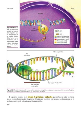 142
Unidad 6 UAS
El siguiente proceso es la síntesis de proteínas o traducción que se lleva a cabo, como ya
sabes, en los ribosomas del citoplasma dirigidos por el arnm. Este proceso será estudiado en el
sexto semestre en la asignatura de Biología celular.
Figura 6.13 Durante el proceso de transcripción, la enzima arn polimerasa usa una cadena de adn como molde para
ensamblar nucleótidos complementarios en una cadena de arnm.
Figura 6.12 Dibujo
que nos muestra la
síntesis del arnm o
transcripción que
se lleva a cabo en
el núcleo celular.
Observa los poros
nucleares que es
por donde el arnm
recién sintetizado
sale hacia el cito-
plasma.
UAS
NÚCLEO
ARN
polimerasa
ARN
polimerasa
Hebra no plantilla
Hebra plantilla de ADN
Dirección de la
transcripción
ARNm
ARNm
 