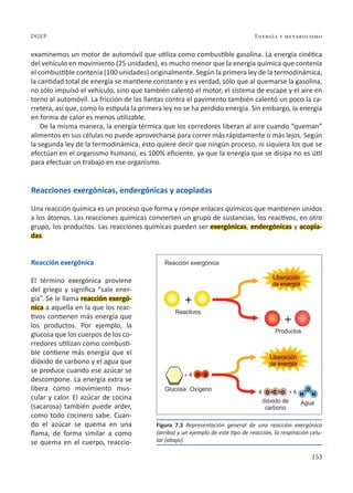 153
Energía y metabolismo
DGEP
examinemos un motor de automóvil que utiliza como combustible gasolina. La energía cinética
del vehículo en movimiento (25 unidades), es mucho menor que la energía química que contenía
el combustible contenía (100 unidades) originalmente. Según la primera ley de la termodinámica,
la cantidad total de energía se mantiene constante y es verdad, sólo que al quemarse la gasolina,
no sólo impulsó el vehículo, sino que también calentó el motor, el sistema de escape y el aire en
torno al automóvil. La fricción de las llantas contra el pavimento también calentó un poco la ca-
rretera, así que, como lo estipula la primera ley no se ha perdido energía. Sin embargo, la energía
en forma de calor es menos utilizable.
De la misma manera, la energía térmica que los corredores liberan al aire cuando “queman”
alimentos en sus células no puede aprovecharse para correr más rápidamente o más lejos. Según
la segunda ley de la termodinámica, esto quiere decir que ningún proceso, ni siquiera los que se
efectúan en el organismo humano, es 100% eficiente, ya que la energía que se disipa no es útil
para efectuar un trabajo en ese organismo.
Reacciones exergónicas, endergónicas y acopladas
Una reacción química es un proceso que forma y rompe enlaces químicos que mantienen unidos
a los átomos. Las reacciones químicas convierten un grupo de sustancias, los reactivos, en otro
grupo, los productos. Las reacciones químicas pueden ser exergónicas, endergónicas y acopla-
das.
Reacción exergónica
El término exergónica proviene
del griego y significa “sale ener-
gía”. Se le llama reacción exergó-
nica a aquella en la que los reac-
tivos contienen más energía que
los productos. Por ejemplo, la
glucosa que los cuerpos de los co-
rredores utilizan como combusti-
ble contiene más energía que el
dióxido de carbono y el agua que
se produce cuando ese azúcar se
descompone. La energía extra se
libera como movimiento mus-
cular y calor. El azúcar de cocina
(sacarosa) también puede arder,
como todo cocinero sabe. Cuan-
do el azúcar se quema en una
flama, de forma similar a como
se quema en el cuerpo, reaccio-
Figura 7.3 Representación general de una reacción exergónica
(arriba) y un ejemplo de este tipo de reacción, la respiración celu-
lar (abajo).
 