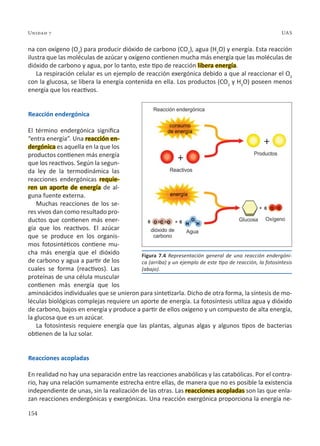 154
Unidad 7 UAS
na con oxígeno (O2
) para producir dióxido de carbono (CO2
), agua (H2
O) y energía. Esta reacción
ilustra que las moléculas de azúcar y oxígeno contienen mucha más energía que las moléculas de
dióxido de carbono y agua, por lo tanto, este tipo de reacción libera energía.
La respiración celular es un ejemplo de reacción exergónica debido a que al reaccionar el O2
con la glucosa, se libera la energía contenida en ella. Los productos (CO2
y H2
O) poseen menos
energía que los reactivos.
Reacción endergónica
El término endergónica significa
“entra energía”. Una reacción en-
dergónica es aquella en la que los
productos contienen más energía
que los reactivos. Según la segun-
da ley de la termodinámica las
reacciones endergónicas requie-
ren un aporte de energía de al-
guna fuente externa.
Muchas reacciones de los se-
res vivos dan como resultado pro-
ductos que contienen más ener-
gía que los reactivos. El azúcar
que se produce en los organis-
mos fotosintéticos contiene mu-
cha más energía que el dióxido
de carbono y agua a partir de los
cuales se forma (reactivos). Las
proteínas de una célula muscular
contienen más energía que los
aminoácidos individuales que se unieron para sintetizarla. Dicho de otra forma, la síntesis de mo-
léculas biológicas complejas requiere un aporte de energía. La fotosíntesis utiliza agua y dióxido
de carbono, bajos en energía y produce a partir de ellos oxígeno y un compuesto de alta energía,
la glucosa que es un azúcar.
La fotosíntesis requiere energía que las plantas, algunas algas y algunos tipos de bacterias
obtienen de la luz solar.
Reacciones acopladas
En realidad no hay una separación entre las reacciones anabólicas y las catabólicas. Por el contra-
rio, hay una relación sumamente estrecha entre ellas, de manera que no es posible la existencia
independiente de unas, sin la realización de las otras. Las reacciones acopladas son las que enla-
zan reacciones endergónicas y exergónicas. Una reacción exergónica proporciona la energía ne-
Figura 7.4 Representación general de una reacción endergóni-
ca (arriba) y un ejemplo de este tipo de reacción, la fotosíntesis
(abajo).
 