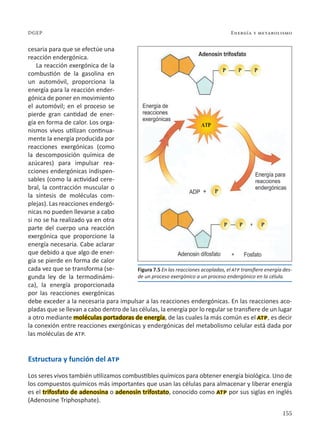 155
Energía y metabolismo
DGEP
cesaria para que se efectúe una
reacción endergónica.
La reacción exergónica de la
combustión de la gasolina en
un automóvil, proporciona la
energía para la reacción ender-
gónica de poner en movimiento
el automóvil; en el proceso se
pierde gran cantidad de ener-
gía en forma de calor. Los orga-
nismos vivos utilizan continua-
mente la energía producida por
reacciones exergónicas (como
la descomposición química de
azúcares) para impulsar rea-
cciones endergónicas indispen-
sables (como la actividad cere-
bral, la contracción muscular o
la síntesis de moléculas com-
plejas). Las reacciones endergó-
nicas no pueden llevarse a cabo
si no se ha realizado ya en otra
parte del cuerpo una reacción
exergónica que proporcione la
energía necesaria. Cabe aclarar
que debido a que algo de ener-
gía se pierde en forma de calor
cada vez que se transforma (se-
gunda ley de la termodinámi-
ca), la energía proporcionada
por las reacciones exergónicas
debe exceder a la necesaria para impulsar a las reacciones endergónicas. En las reacciones aco-
pladas que se llevan a cabo dentro de las células, la energía por lo regular se transfiere de un lugar
a otro mediante moléculas portadoras de energía, de las cuales la más común es el atp, es decir
la conexión entre reacciones exergónicas y endergónicas del metabolismo celular está dada por
las moléculas de atp.
Estructura y función del atp
Los seres vivos también utilizamos combustibles químicos para obtener energía biológica. Uno de
los compuestos químicos más importantes que usan las células para almacenar y liberar energía
es el trifosfato de adenosina o adenosin trifostato, conocido como atp por sus siglas en inglés
(Adenosine Triphosphate).
Figura 7.5 En las reacciones acopladas, el atp transfiere energía des-
de un proceso exergónico a un proceso endergónico en la célula.
 