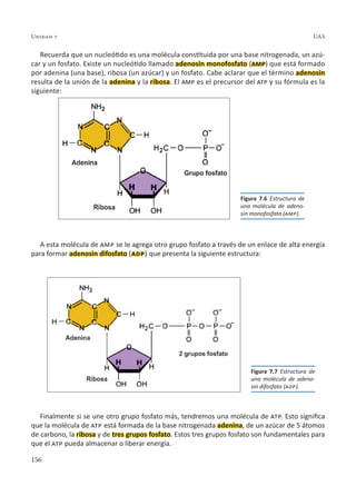 156
Unidad 7 UAS
Recuerda que un nucleótido es una molécula constituida por una base nitrogenada, un azú-
car y un fosfato. Existe un nucleótido llamado adenosin monofosfato (amp) que está formado
por adenina (una base), ribosa (un azúcar) y un fosfato. Cabe aclarar que el término adenosin
resulta de la unión de la adenina y la ribosa. El amp es el precursor del atp y su fórmula es la
siguiente:
A esta molécula de amp se le agrega otro grupo fosfato a través de un enlace de alta energía
para formar adenosin difosfato (adp) que presenta la siguiente estructura:
Finalmente si se une otro grupo fosfato más, tendremos una molécula de atp. Esto significa
que la molécula de atp está formada de la base nitrogenada adenina, de un azúcar de 5 átomos
de carbono, la ribosa y de tres grupos fosfato. Estos tres grupos fosfato son fundamentales para
que el atp pueda almacenar o liberar energía.
Figura 7.6 Estructura de
una molécula de adeno-
sin monofosfato (amp).
Figura 7.7 Estructura de
una molécula de adeno-
sin difosfato (adp).
 