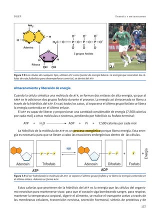 157
Energía y metabolismo
DGEP
Almacenamiento y liberación de energía
Cuando la célula sintetiza una molécula de atp, se forman dos enlaces de alta energía, ya que al
amp se le adicionan dos grupos fosfato durante el proceso. La energía así almacenada se libera a
través de la hidrólisis del atp. En casi todos los casos, al separarse el último grupo fosfato se libera
la energía contenida en el último enlace.
El atp es capaz de liberar y proporcionar una cantidad considerable de energía (7,500 calorías
por cada mol) a otras moléculas o sistemas, perdiendo por hidrólisis su fosfato terminal:
ATP + H2
O ADP + Pi + 7,500 calorías por cada mol
La hidrólisis de la molécula de atp es un proceso exergónico porque libera energía. Esta ener-
gía es necesaria para que se lleven a cabo las reacciones endergónicas dentro de las células.
Estas calorías que provienen de la hidrólisis del atp es la energía que las células del organis-
mo necesitan para mantenerse vivas: para que el corazón siga bombeando sangre, para respirar,
mantener la temperatura corporal, digerir el alimento, se realice el transporte activo a través de
las membranas celulares, transmisión nerviosa, secreción hormonal, síntesis de proteínas y de
Figura 7.8 Las células de cualquier tipo, utilizan atp como fuente de energía básica. La energía que necesitan las cé-
lulas de este futbolista para desempeñarse como tal, se deriva del atp.
Figura 7.9 Al ser hidrolizada la molécula de atp, se separa el último grupo fosfato y se libera la energía contenida en
el último enlace. Además se forma adp.
 