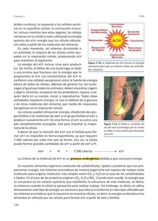 158
Unidad 7 UAS
ácidos nucleicos, la respuesta a las señales quími-
cas en la superficie celular, la contracción muscu-
lar, incluso mientras lees estas páginas, las células
nerviosas en tu cerebro están utilizando la energía
química del atp, energía que tus células obtuvie-
ron antes a partir de las moléculas del alimento.
En cada momento, así estemos durmiendo o
en actividad, la mayoría de las células están ocu-
padas en la respiración celular, produciendo atp
para mantener al organismo.
La energía del atp incluso sirve para producir
luz. De hecho, el titileo de una luciérnaga se debe
a una enzima que funciona con la energía que le
proporciona el atp. Las características del atp le
confieren una utilidad excepcional como la fuente de energía
básica de todas las células. Además de generar luz, las luciér-
nagas al igual que todos los animales, deben encontrar, ingerir
y digerir alimento; escaparse de los predadores; reparar cual-
quier daño en su cuerpo, crecer y reproducirse. Todas estas
actividades requieren energía, la cual se obtiene de la glucosa
y de otras moléculas del alimento, por medio de reacciones
exergónicas en la respiración celular.
Las células pueden almacenar energía, añadiendo dos gru-
pos fosfato a las moléculas de amp o un grupo fosfato al adp y
producir nuevamente atp. De esta forma, el atp es como una
pila completamente recargada, lista para impulsar la maqui-
naria de la célula.
A pesar de que la reacción del adp con el fosfato para for-
mar atp es imposible en forma espontánea, ya que requiere
7.500 calorías por cada mol que se forme, aún así, la célula
puede formar grandes cantidades de atp a partir de adp y Pi.
adp + Pi + 7,500 calorías atp
La síntesis de la molécula de atp es un proceso endergónico debido a que consume energía.
En nuestros alimentos ingerimos moléculas de carbohidratos, lípidos y proteínas que nos pro-
porcionan energía. Los sistemas enzimáticos de nuestro organismo son capaces de romper estas
moléculas para originar moléculas más simples como CO2
y H2
O en el caso de los carbohidratos
y lípidos. En el caso de las proteínas originan CO2
, H2
O y NH3
. Cuando esto sucede, la energía que
se encuentra en los enlaces químicos que mantienen la estructura de esta molécula, se libera,
es entonces cuando la célula la aprovecha para realizar trabajo. Sin embargo, la célula no utiliza
directamente este tipo de energía; es necesario que ésta se transforme en otro tipo utilizable por
los sistemas enzimáticos que la requieren en nuestras células, es decir, la energía contenida en los
alimentos es utilizada por las células para formar atp a partir de adp y fosfato.
Figura 7.10 La molécula de atp provee la energía
necesaria para que se realicen todas las activida-
des celulares.
Figura 7.11 El titileo o centellar de
luz de esta luciérnaga por la noche
se debe a una enzima que funciona
con atp.
 
