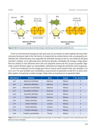 159
Energía y metabolismo
DGEP
El atp es una fuente de energía tan útil, pero aún así, las células no están repletas de esta molé-
cula para funcionar todo el día. De hecho, la mayoría de las células tienen sólo una pequeña can-
tidad de atp, suficiente para unos segundos de actividad. Aunque el atp es una molécula útil para
transferir energía, no es adecuada para almacenar grandes cantidades de energía a largo plazo.
Para las células es más eficiente tener sólo una pequeña reserva de atp, ya que lo pueden rege-
nerar a partir del adp, según sus necesidades, utilizando la energía de alimentos como la glucosa.
El atp es la molécula rica en energía que más se conoce, pero existen otras, por ejemplo, ctp,
gtp, utp, ttp, que también son nucleótidos y cuya función es parecida a la del atp, es decir, tam-
bién captan, transportan y ceden energía. Todas ellas se muestran en la siguiente tabla:
Abreviatura Nombre Base Azúcar No. de fosfatos
atp Adenosín trifosfato Adenina Ribosa 3
adp Adenosín difosfato Adenina Ribosa 2
amp Adenosín monofosfato Adenina Ribosa 1
gtp Guanidín trifosfato Guanina Ribosa 3
gdp Guanidín difosfato Guanina Ribosa 2
ctp Citidín trifosfato Citocina Ribosa 3
cdp Citidín difosfato Citocina Ribosa 2
utp Uridín trifosfato Uracilo Ribosa 3
udp Uridín difosfato Uracilo Ribosa 2
ttp Timidín trifosfato Timina Ribosa 3
tmp Timidín monofosfato Timina Ribosa 1
Tabla 7.1 El atp es el compuesto rico en energía más conocido. En esta tabla se muestran otras moléculas que tam-
bién son ricas en energía.
Figura 7.12 El atp posee dos enlaces de alta energía, mientras que el adp posee solamente uno.
Enlace “de
alta energía
Enlace “de
alta energía
Adenina
Ribosa
Grupos fosfato
Adenosin difosfato
(ADP)
Adenosin trifosfato
(ATP)
 